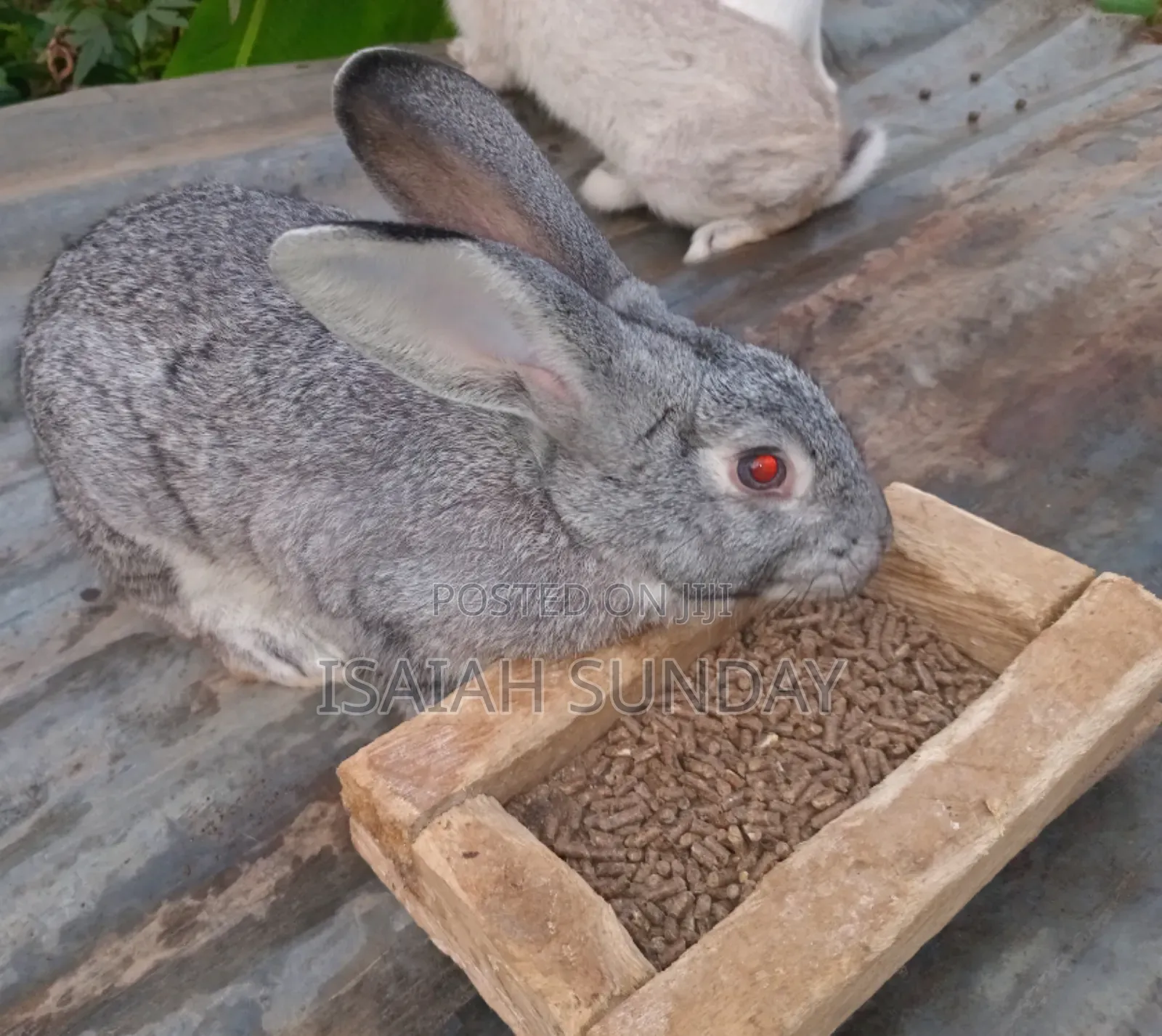 Greens' Rabbit Republic