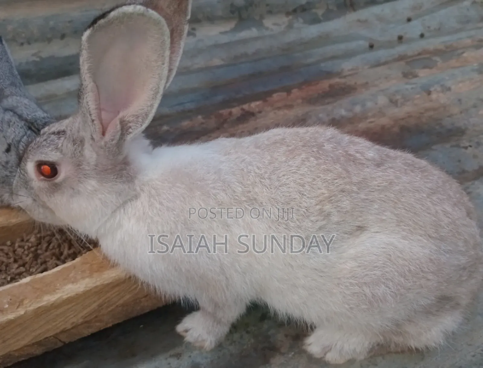 Greens' Rabbit Republic