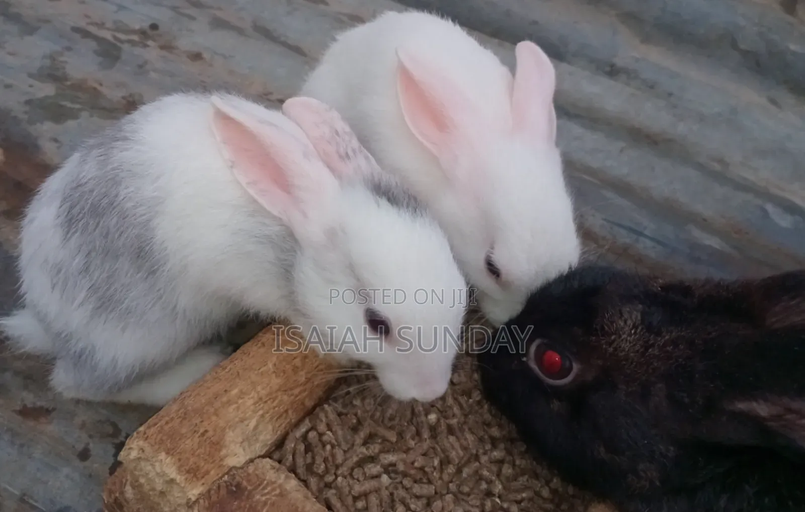 Greens' Rabbit Republic