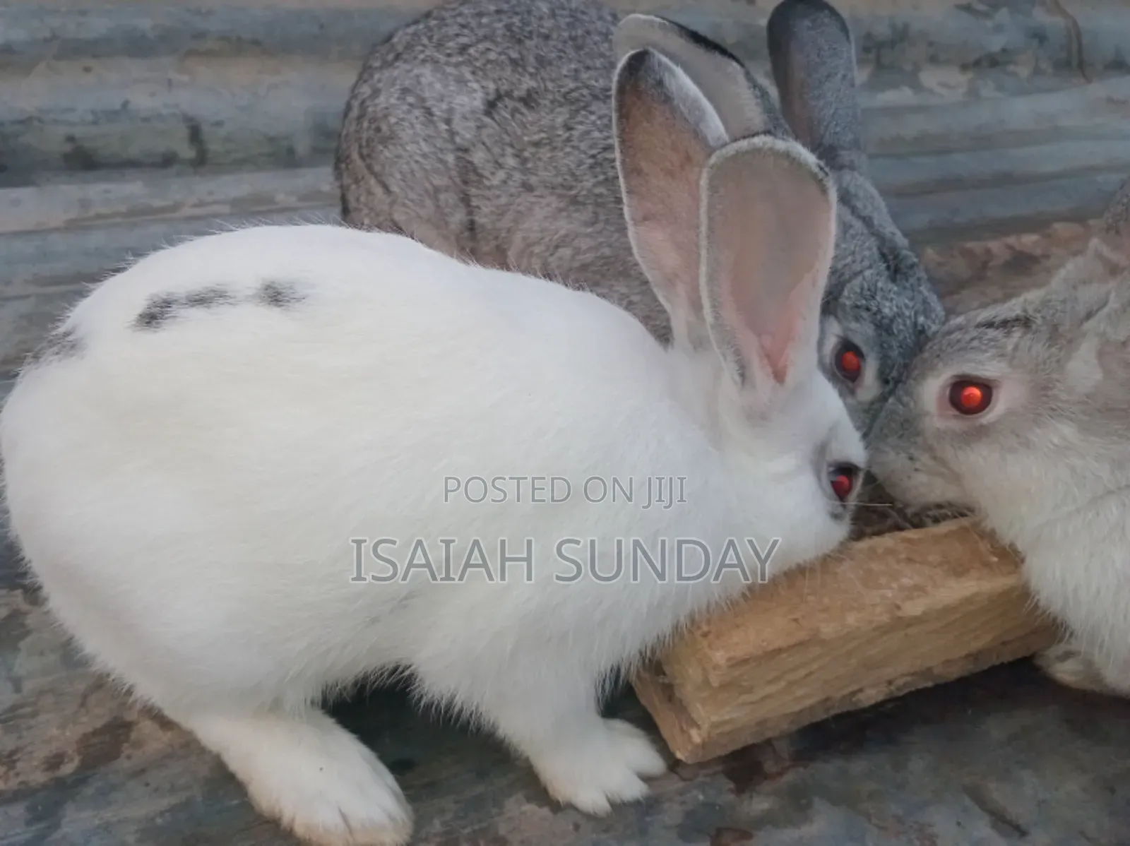 Greens' Rabbit Republic