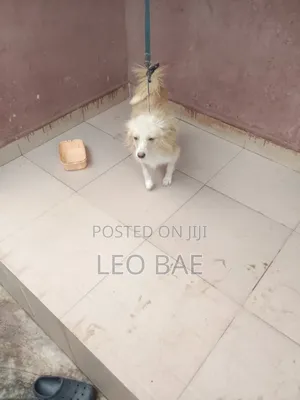 6-12 months Male Mixed Breed Lhasa Apso
