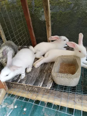 Chinchilla