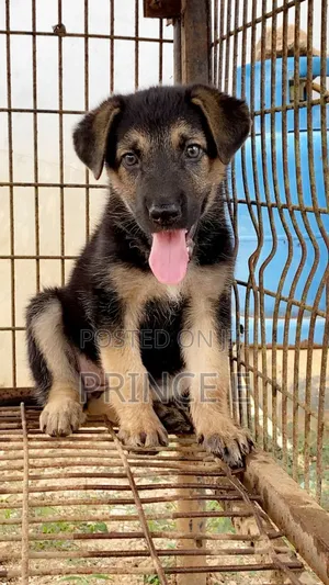 1-3 months Female Purebred German Shepherd
