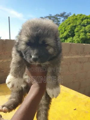 1-3 months Male Purebred Caucasian Shepherd