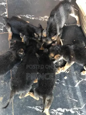 1-3 months Female Purebred German Shepherd