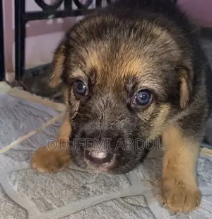 1-3 months Male Purebred German Shepherd