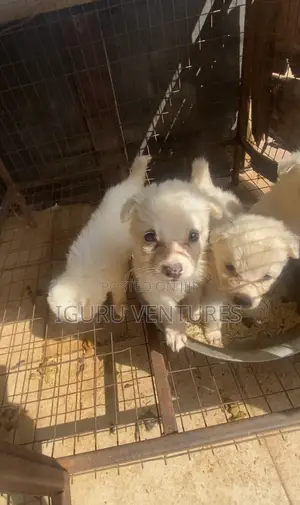 1-3 months Female Purebred American Eskimo