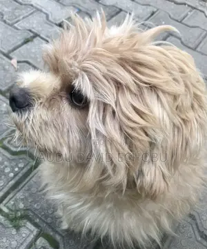 1+ year Male Purebred Lhasa Apso