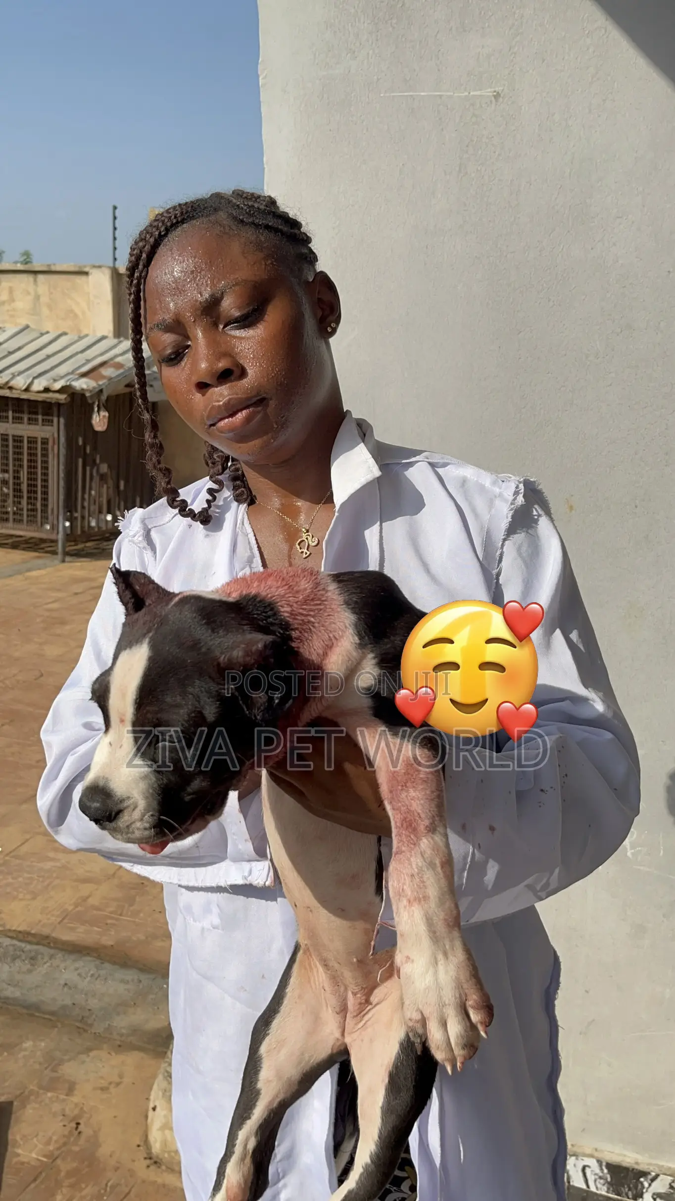 Veterinary Doctor in Ibadan