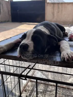 Veterinary Doctor in Ibadan