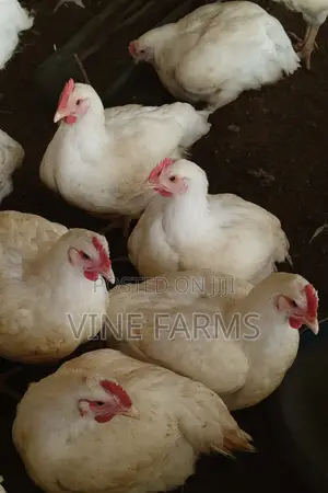 Fresh Processed Chicken