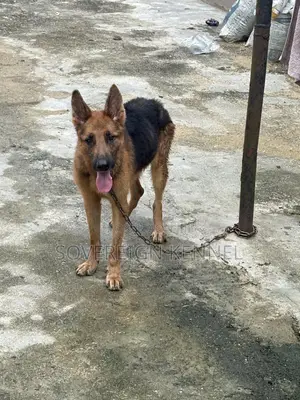 1+ year Male Purebred German Shepherd