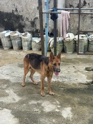 1+ year Male Purebred German Shepherd