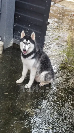 6-12 months Male Purebred Siberian Husky