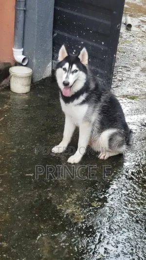 6-12 months Male Purebred Siberian Husky