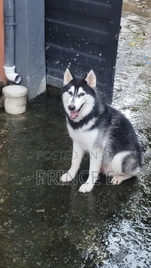 6-12 months Male Purebred Siberian Husky