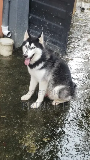 6-12 months Male Purebred Siberian Husky