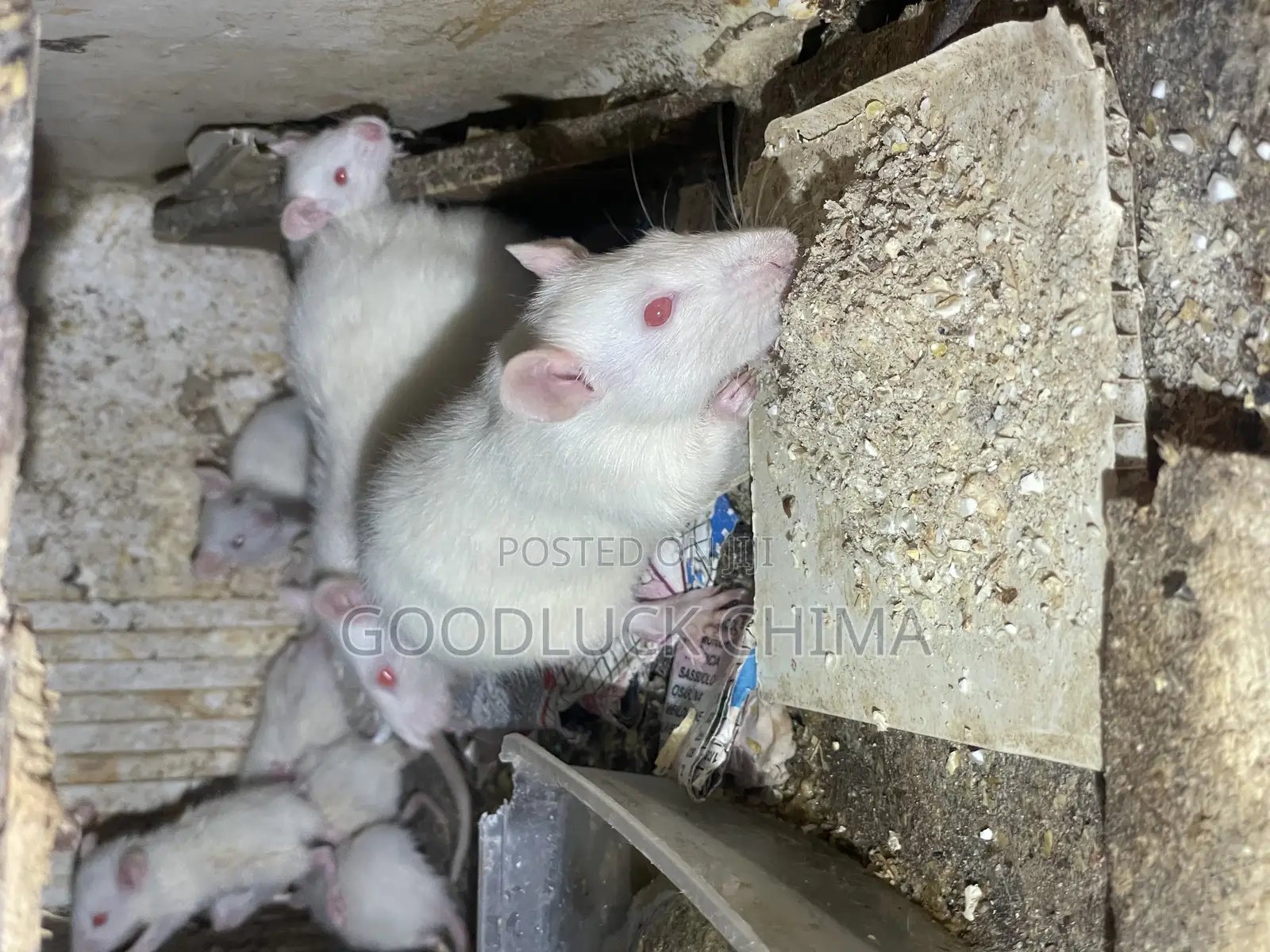 Wistar (Albino) Rats