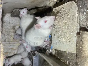 Wistar (Albino) Rats