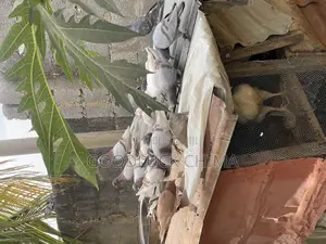 Different Breeds of Pigeons