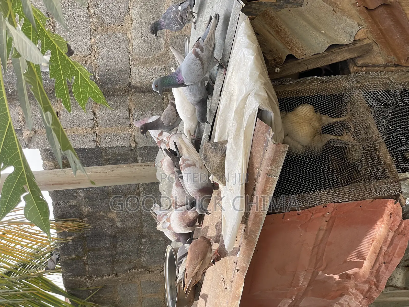 Different Breeds of Pigeons