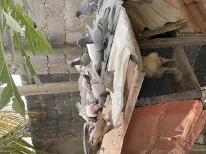 Different Breeds of Pigeons