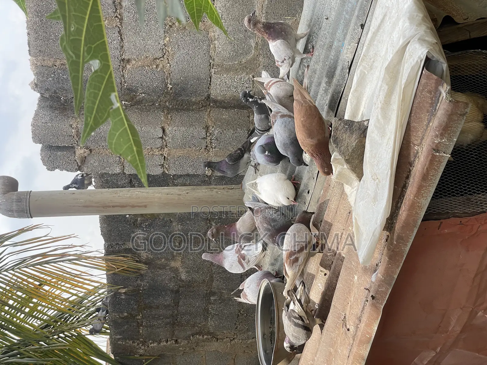 Different Breeds of Pigeons