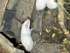 Guinea Pig