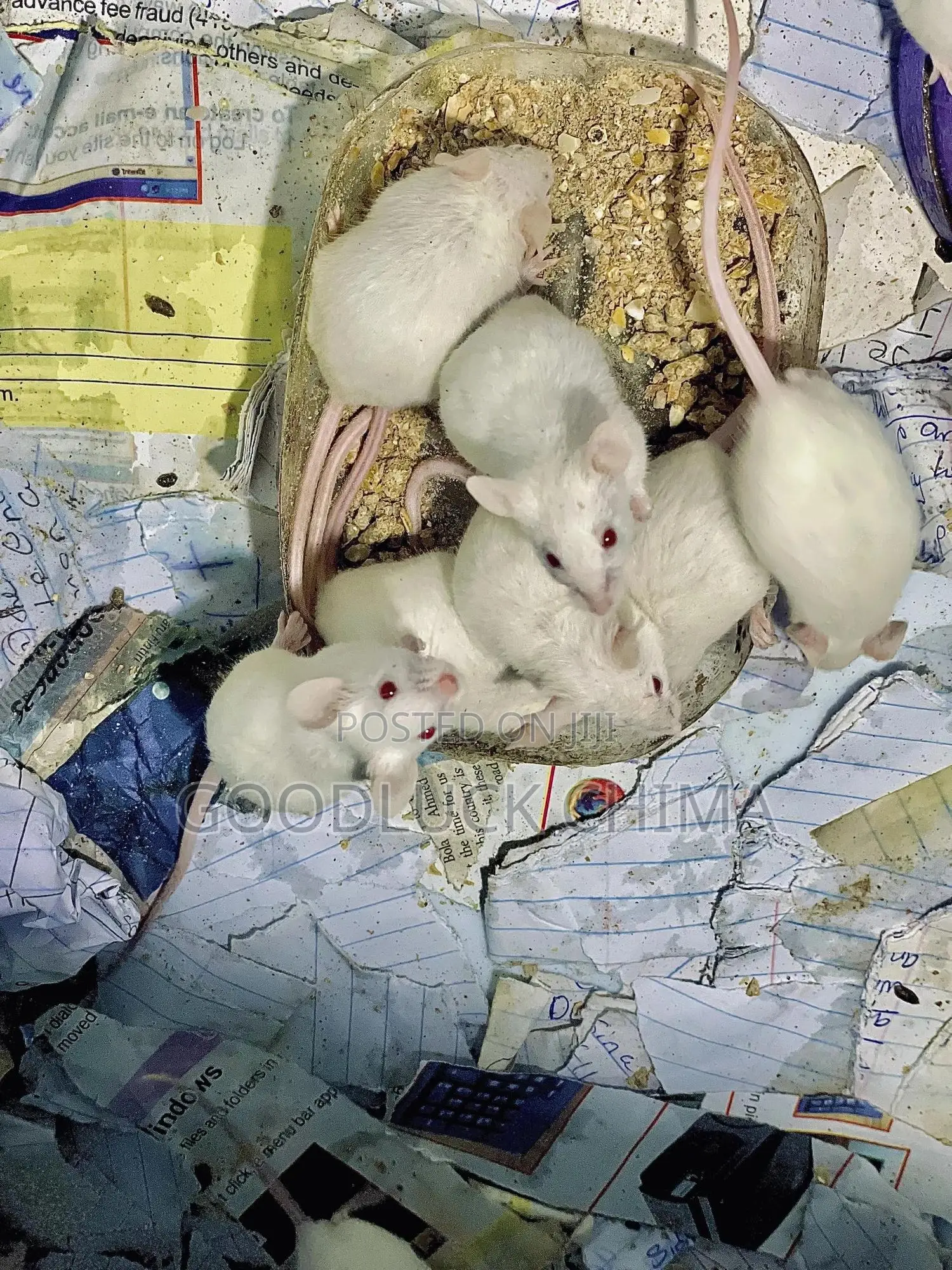 Albino Mice