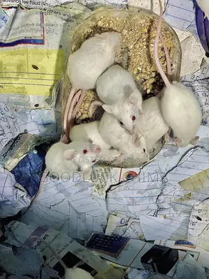 Albino Mice