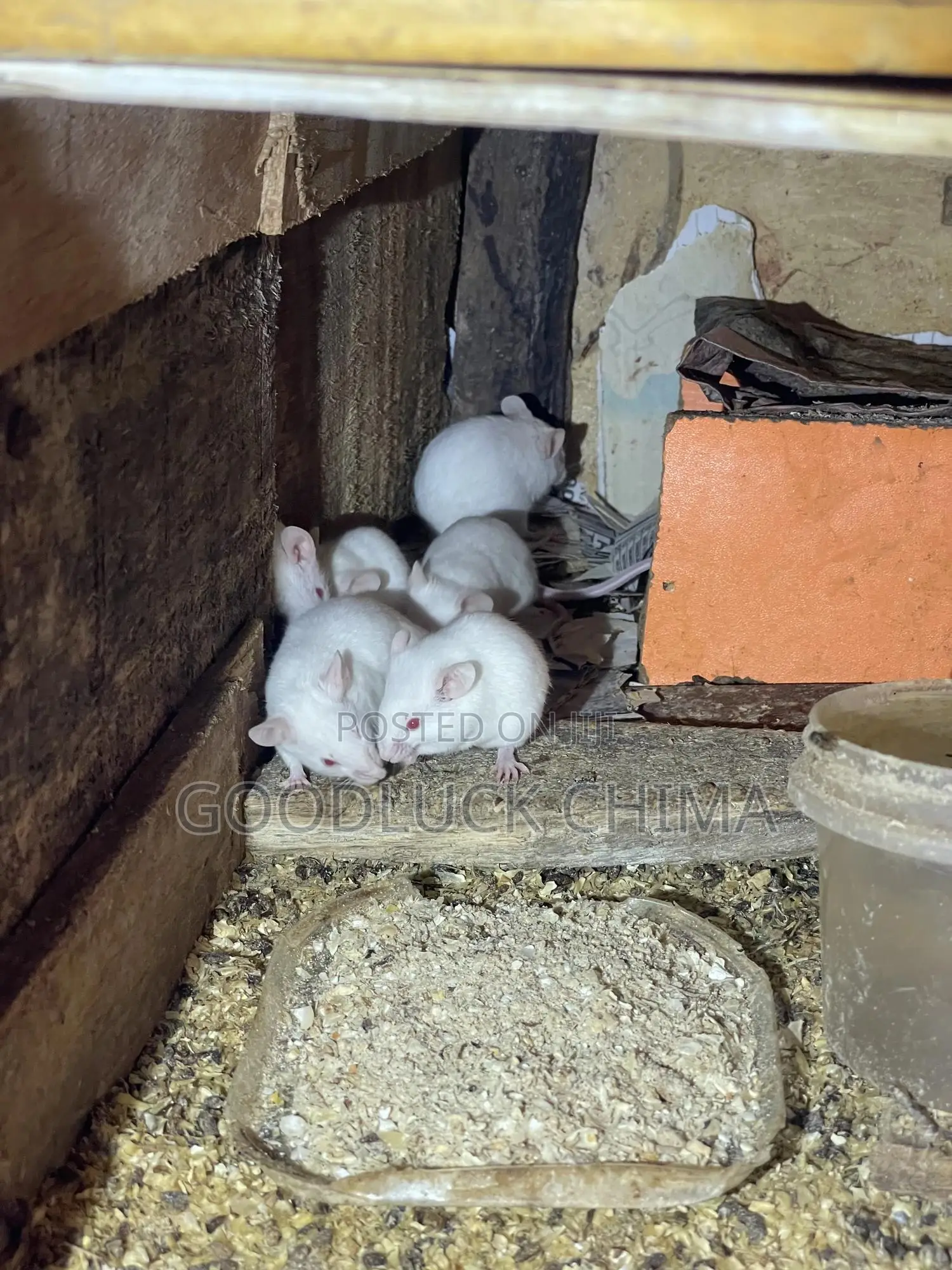 Albino Mice