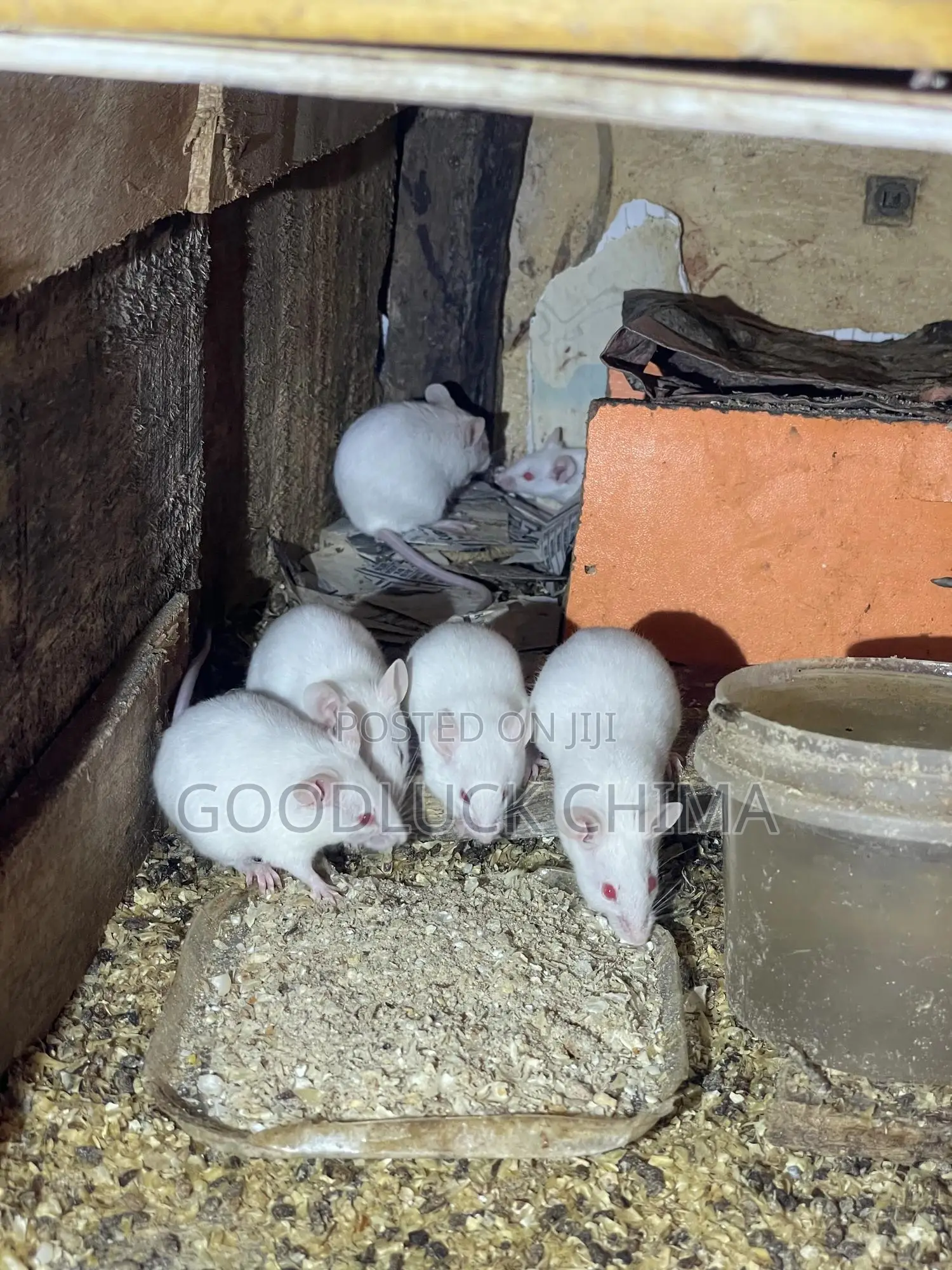 Albino Mice