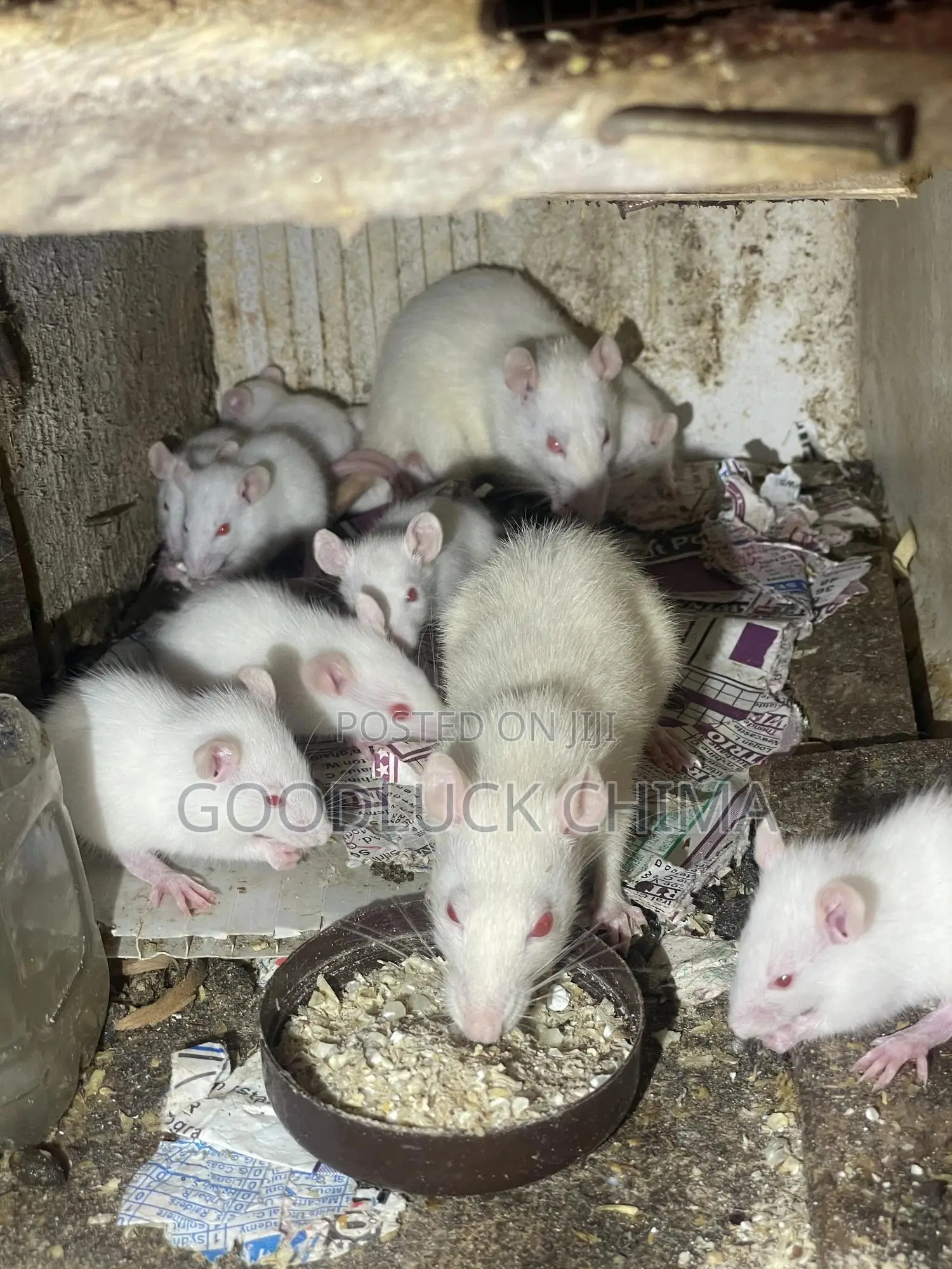 Wistar (Albino) Rats