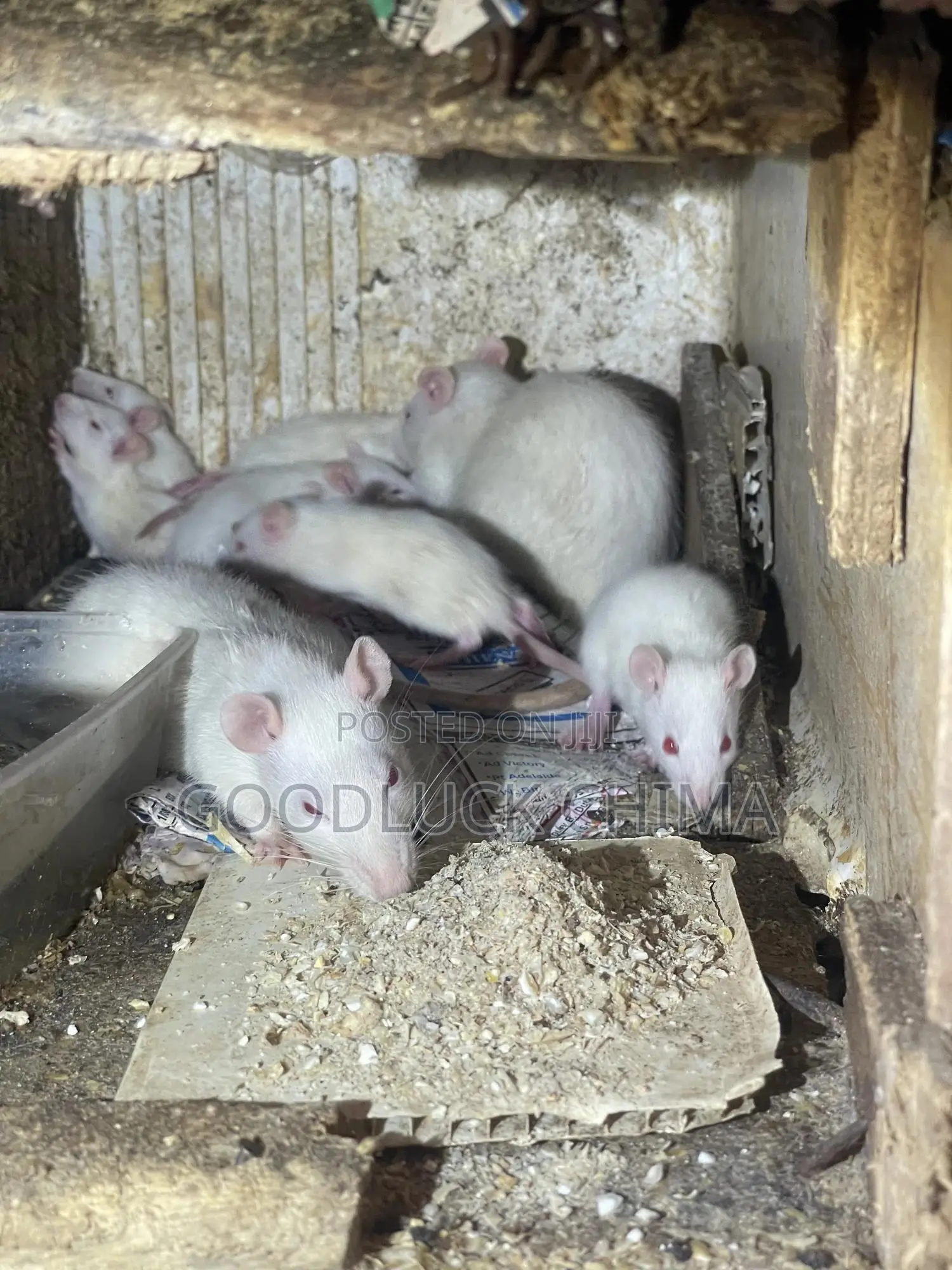 Wistar (Albino) Rats