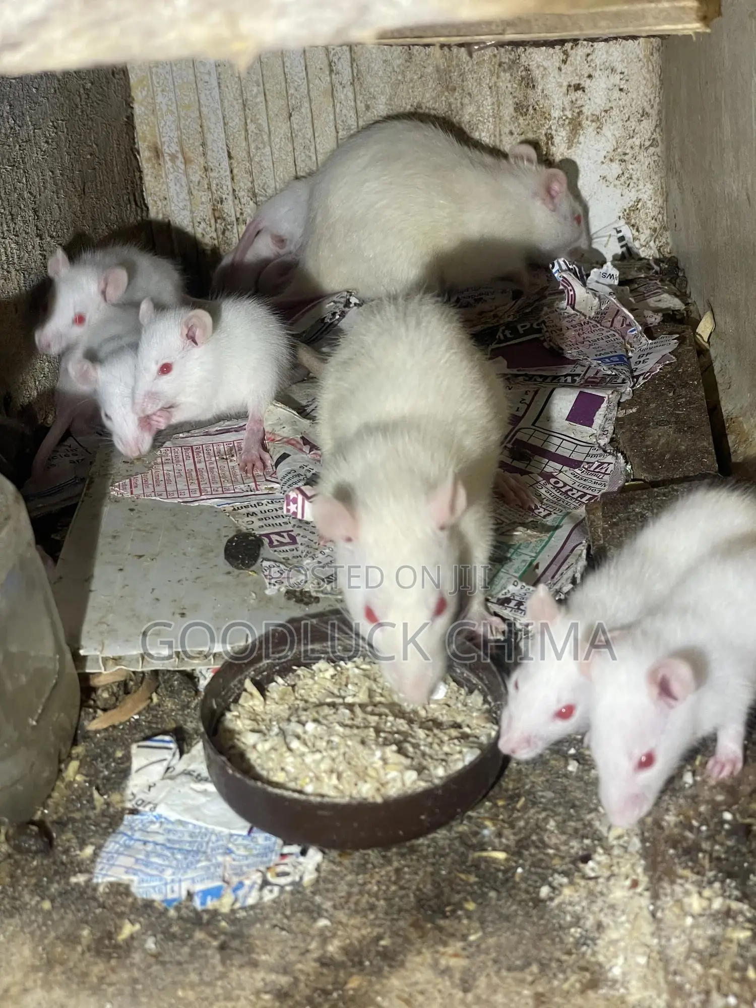 Wistar (Albino) Rats