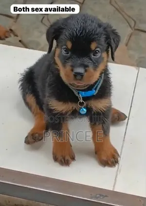 1-3 months Female Purebred Rottweiler