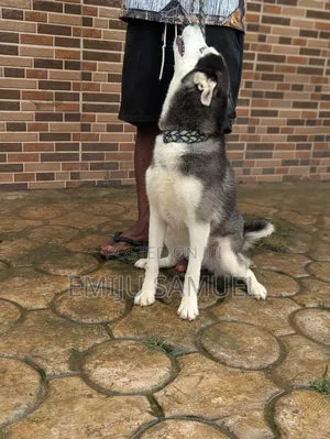 1+ year Male Purebred Siberian Husky