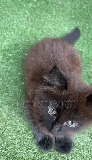 1-3 months Female Purebred Bombay