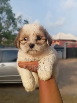 1-3 months Male Purebred Lhasa Apso
