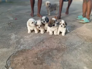 1-3 months Female Purebred Lhasa Apso