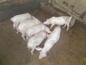 Pig Growers Available for Sale at Tokunbo Piggery Farm