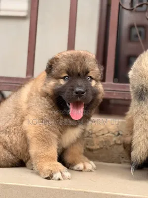 1-3 months Female Purebred Caucasian Shepherd