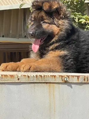 1-3 months Male Purebred German Shepherd
