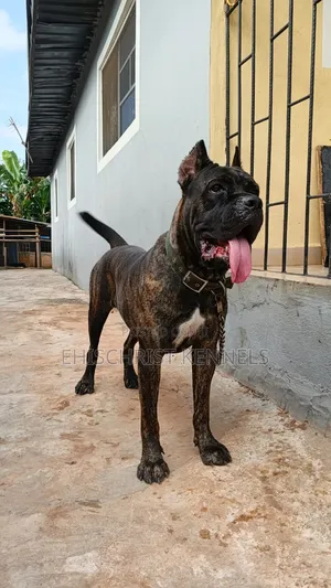 1+ year Female Purebred Cane Corso