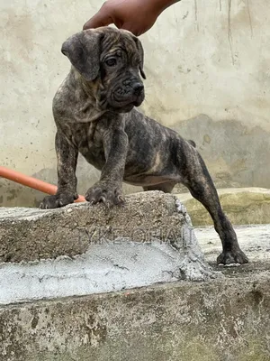 1-3 months Female Purebred Cane Corso