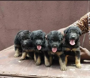 1-3 months Female Purebred German Shepherd