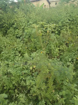 Land Available for Long Lease