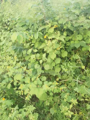Land Available for Sale at Lekki