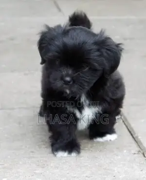 1-3 months Female Purebred Lhasa Apso