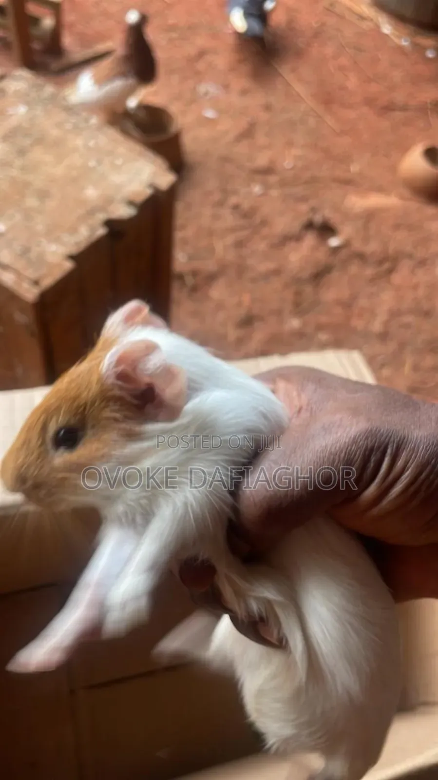 Pet Hamster